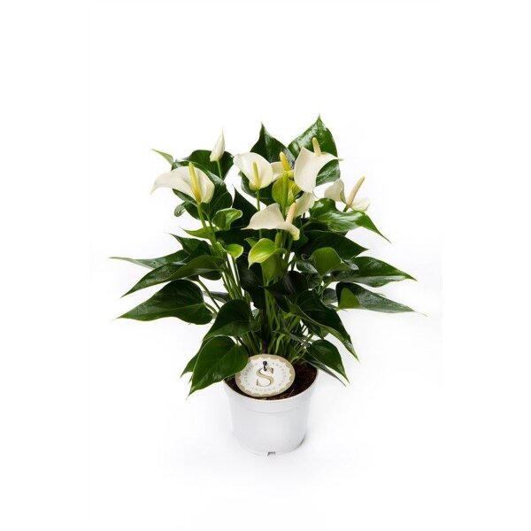 Flamingoblume, (Anthurium), Sorte: White Champion, im 12cm Topf