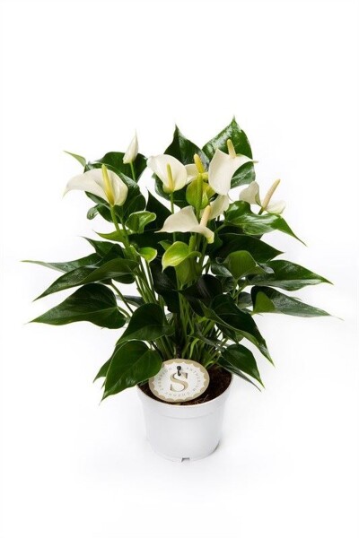 Flamingoblume, (Anthurium), Sorte: White Champion, im 12cm Topf