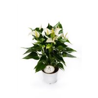 Flamingoblume, (Anthurium), Sorte: White Champion, im...