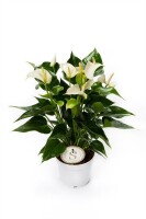 Flamingoblume, (Anthurium), Sorte: White Champion, im...