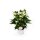 Flamingoblume, (Anthurium), Sorte: White Champion, im 12cm Topf
