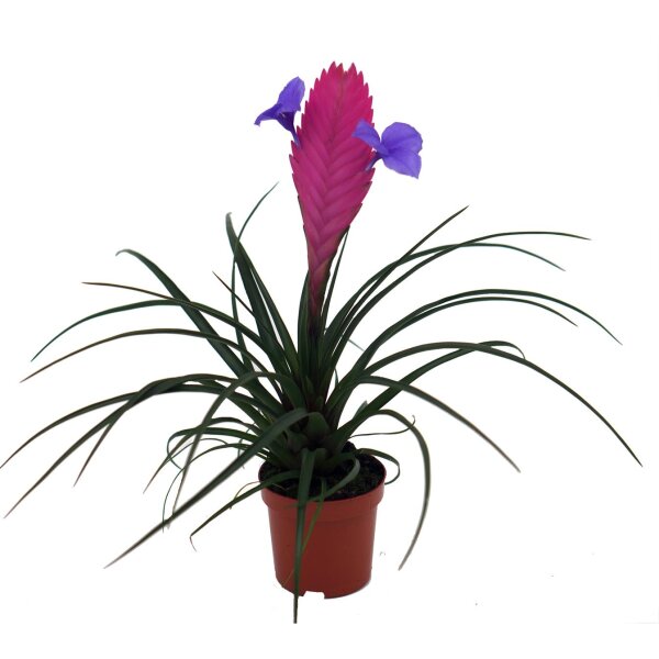 Bromelie (Tillandsia cyanea), Sorte: Anita, exotische Zimmerpflanze