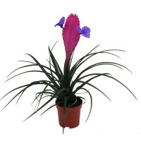 Bromelie (Tillandsia cyanea), Sorte: Anita, exotische...