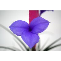 Bromelie (Tillandsia cyanea), Sorte: Anita, exotische...