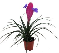 Bromelie (Tillandsia cyanea), Sorte: Anita, exotische...