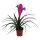 Bromelie (Tillandsia cyanea), Sorte: Anita, exotische Zimmerpflanze