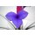 Bromelie (Tillandsia cyanea), Sorte: Anita, exotische Zimmerpflanze