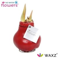 Waxz&reg; Amarylliszwiebel (Hippeastrum Hybride), Wachskleid in der Farbe: bordeaux