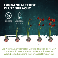 Waxz&reg; Amarylliszwiebel (Hippeastrum Hybride), Wachskleid in der Farbe: bordeaux