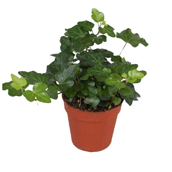 Efeu, (Hedera), Sorte: Wonder, im ca. 9cm Topf