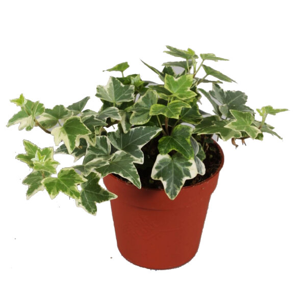 Efeu, (Hedera), Sorte: White Wonder, im ca. 9cm Topf