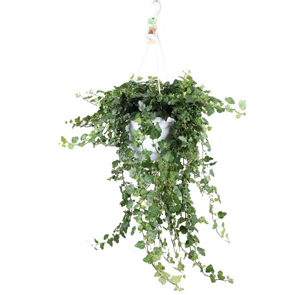 Efeu, (Hedera), Sorte: Wonder, in der ca. 24cm Hängeampel