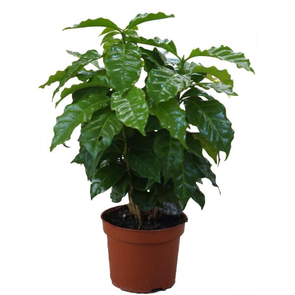 Echter Kaffee Pflanze (Coffea arabica), im 12cm Topf