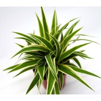 Gr&uuml;nlilie, (Chlorophytum)  im 11cm Topf Sorte: Ocean