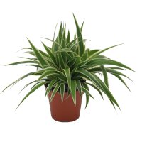 Gr&uuml;nlilie, (Chlorophytum)  im 11cm Topf Sorte: Ocean