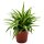 Grünlilie, (Chlorophytum)  im 11cm Topf Sorte: Ocean