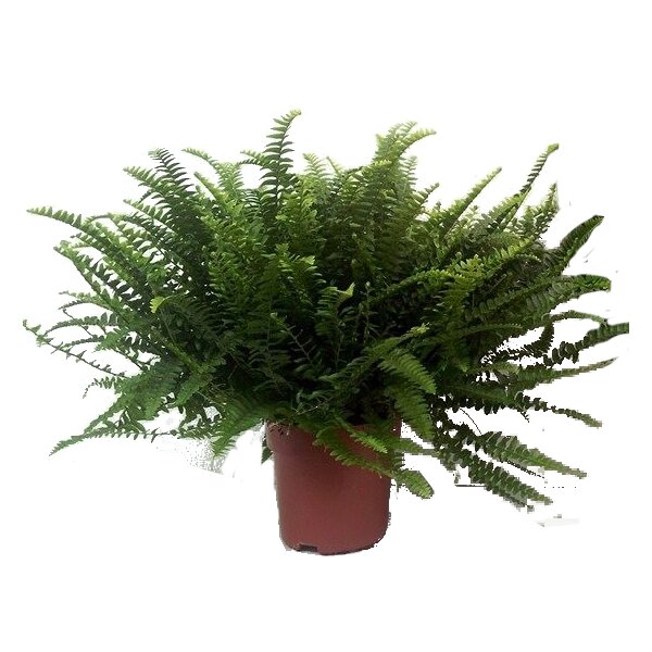 Schwertfarn, (Nephrolepis), im 20cm Topf