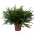 Schwertfarn, (Nephrolepis), im 20cm Topf