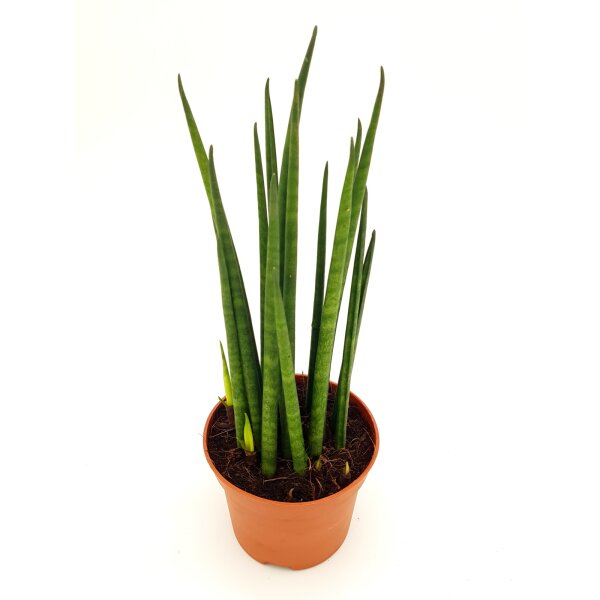 Sanseveria Mikado (Sanseveria), ca. 25cm hoch, im 8cm Topf