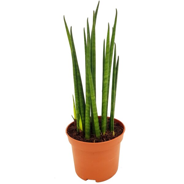 Sanseveria Mikado (Sanseveria), ca. 30cm hoch, im 10cm Topf