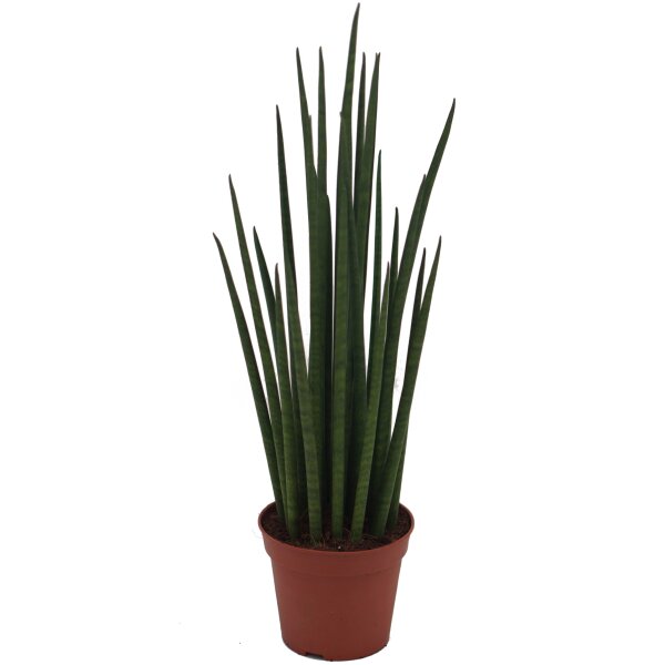 Sanseveria Mikado (Sanseveria), ca. 35cm hoch, im 12cm Topf