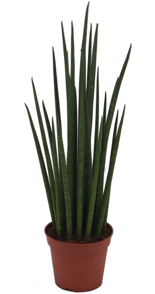 Sanseveria Mikado (Sanseveria), ca. 35cm hoch, im 12cm Topf