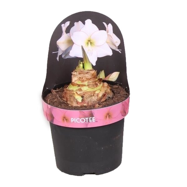 Amaryllis, Weiss mit dunklem Rand - Sorte: Picotee, 14cm Topf, (Hippeastrum Hybride)