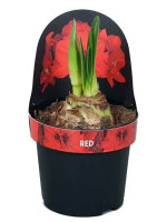 Amaryllis, Rot gefüllt - Sorte: Double King, 14cm...