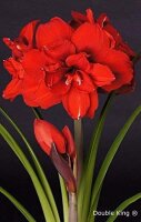 Amaryllis, Rot gef&uuml;llt - Sorte: Double King, 14cm Topf, (Hippeastrum Hybride)