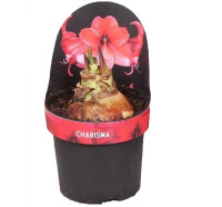 Amaryllis, Pink - Sorte: Charisma, 14cm Topf,...