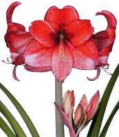 Amaryllis, Pink - Sorte: Charisma, 14cm Topf,...