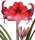 Amaryllis, Pink - Sorte: Charisma, 14cm Topf, (Hippeastrum Hybride)