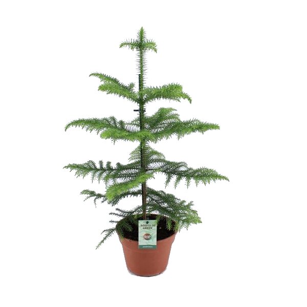 Zimmertanne (Araucaria heterophylla) ca. 60cm hoch im 17cm Topf