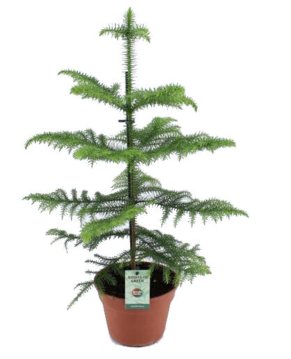 Zimmertanne (Araucaria heterophylla) ca. 60cm hoch im 17cm Topf