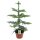 Zimmertanne (Araucaria heterophylla) ca. 60cm hoch im 17cm Topf