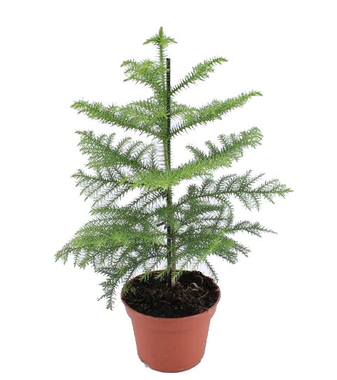 Zimmertanne (Araucaria heterophylla) ca. 45cm hoch im 15cm Topf