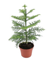 Zimmertanne (Araucaria heterophylla) ca. 45cm hoch im...