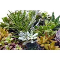 Sukkulente im 9cm Topf ca. 15cm hoch