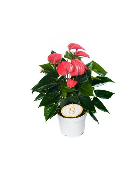 Flamingoblume, (Anthurium), Sorte: Pink Champion, im 12cm Topf