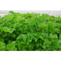 Staudensilie Ein neuer Stern am Kräuterhimmel