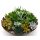 Sukkulenten Mischung im 10cm Topf ca. 20cm hoch