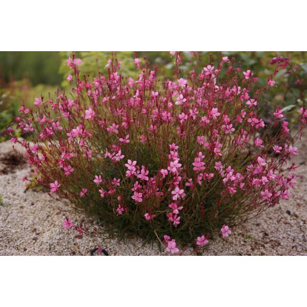 Prachtkerze rosa Gaura lindheimeri im 12cm Topf