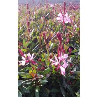 Prachtkerze rosa Gaura lindheimeri im 12cm Topf