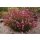 Prachtkerze rosa Gaura lindheimeri im 12cm Topf