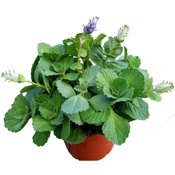 Coleus Canin "Verpiss-Dich®"-Pflanze, Katzenschreck, Katzen-Stopp