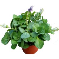 Coleus Canin "Verpiss-Dich&reg;"-Pflanze, Katzenschreck, Katzen-Stopp