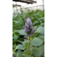 Coleus Canin "Verpiss-Dich&reg;"-Pflanze, Katzenschreck, Katzen-Stopp