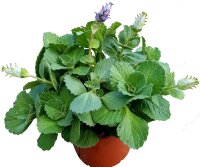 Coleus Canin &quot;Verpiss-Dich&reg;&quot;-Pflanze, Katzenschreck, Katzen-Stopp