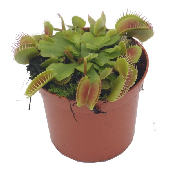 Venusfliegenfalle (Dionaea)