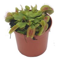 Venusfliegenfalle (Dionaea)